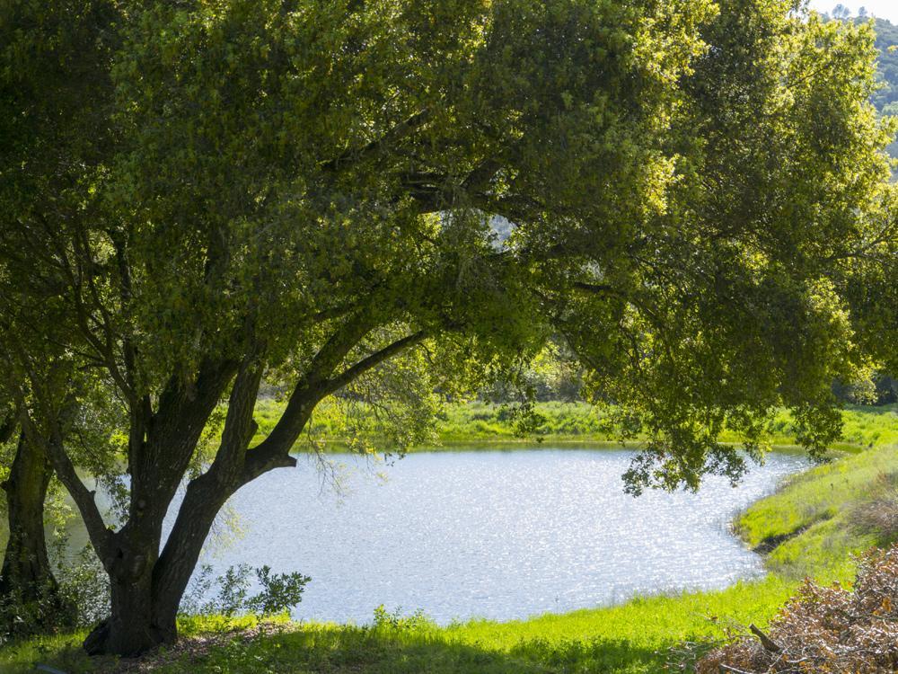 Rustridge Ranch & Winery Bed & Breakfast St. Helena Eksteriør bilde