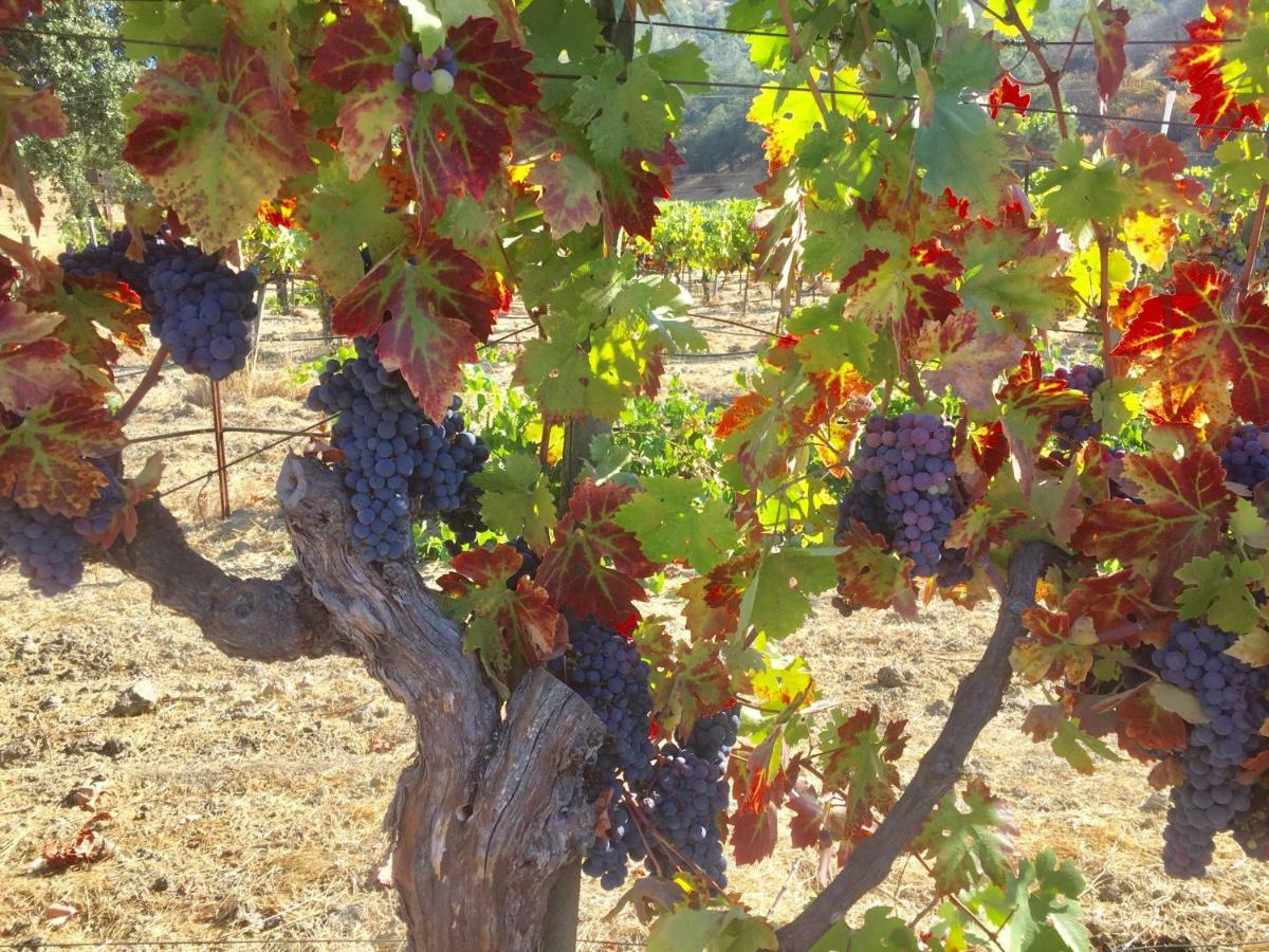 Rustridge Ranch & Winery Bed & Breakfast St. Helena Eksteriør bilde